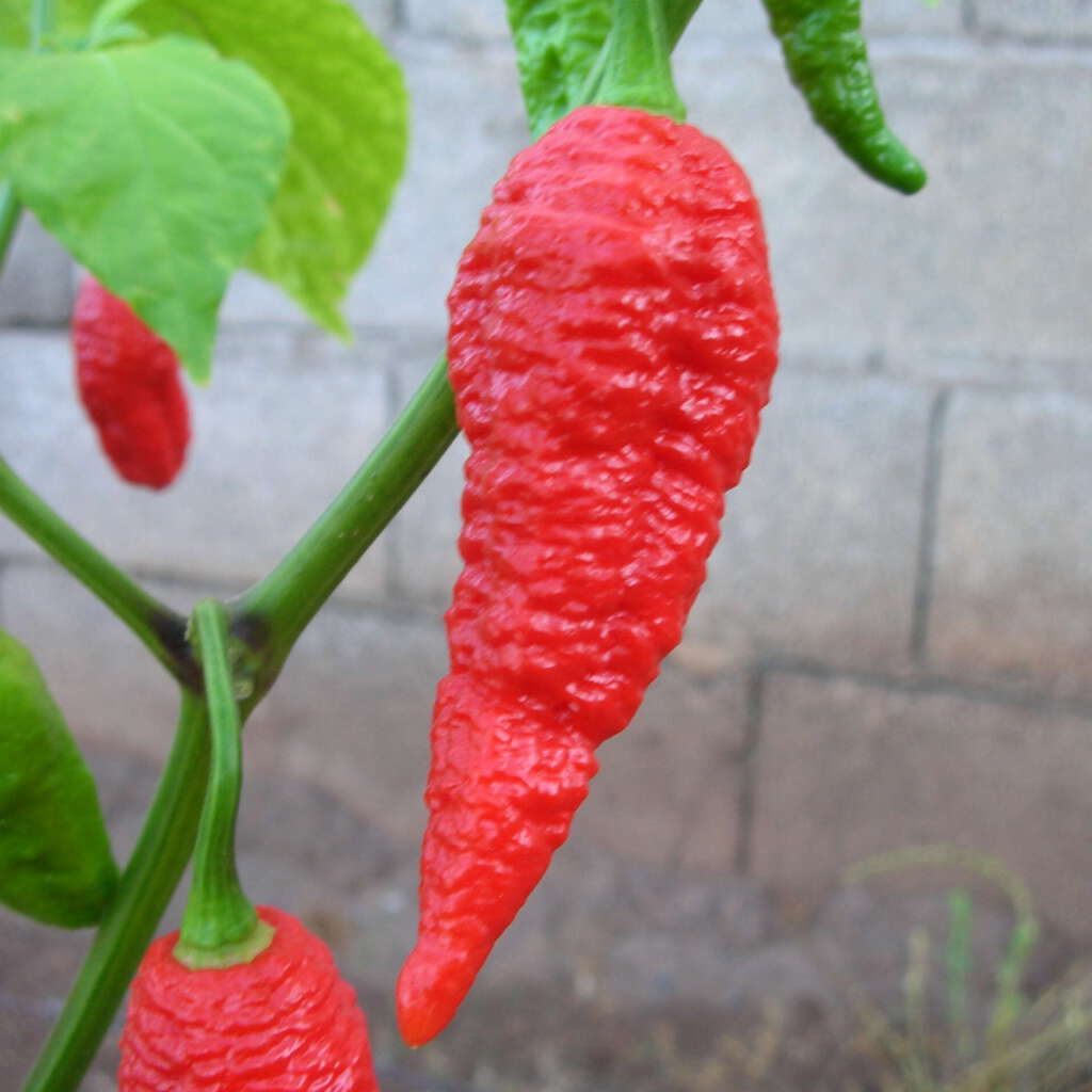 Naga Morich Hot Pepper Seeds By Pepper Johnny S