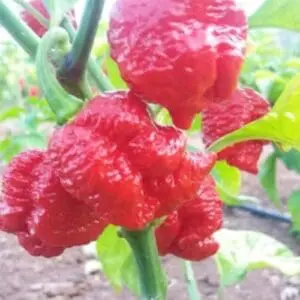 7 pot brain srtrain