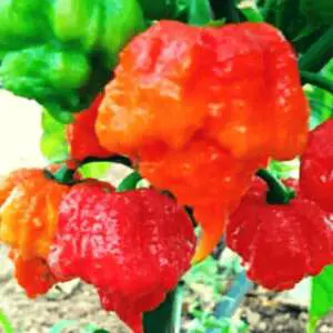Carolina reaper hot sauce recipe