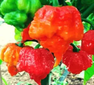 Carolina reaper ricetta salsa