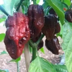 7 pot douglah