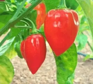 Habanero red savina