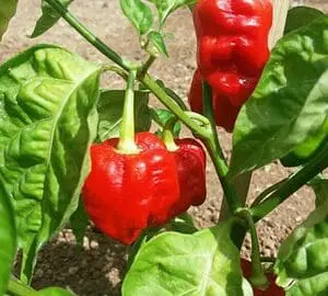 Scotch bonnet pepper