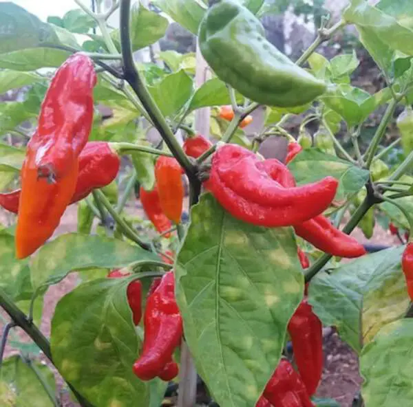 Bhut jolokia pepper