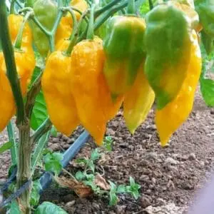 Dorset naga orange