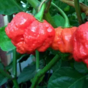 Trinidad moruga scorpion