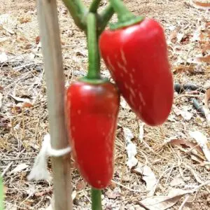 Jalapeno