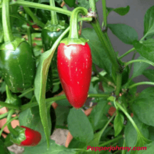 Tam jalapeno