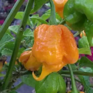 7 pot primo pepper