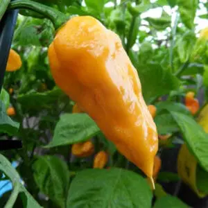Peach ghost