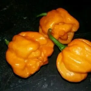 Bahamian goat pepper