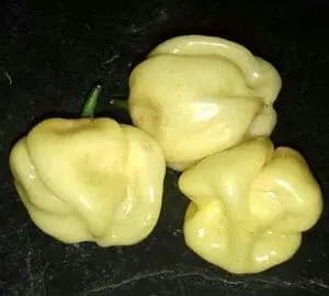 Habanero white giant