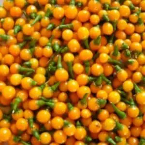 Aji charapita