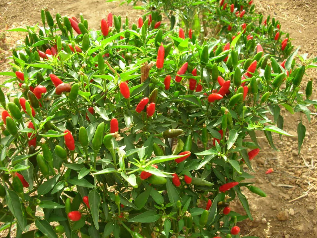 Calabrian diavolicchio