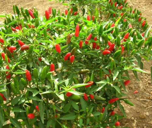 Calabrian diavolicchio