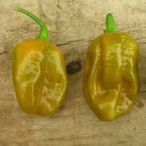 Trinidad scorpion mustard