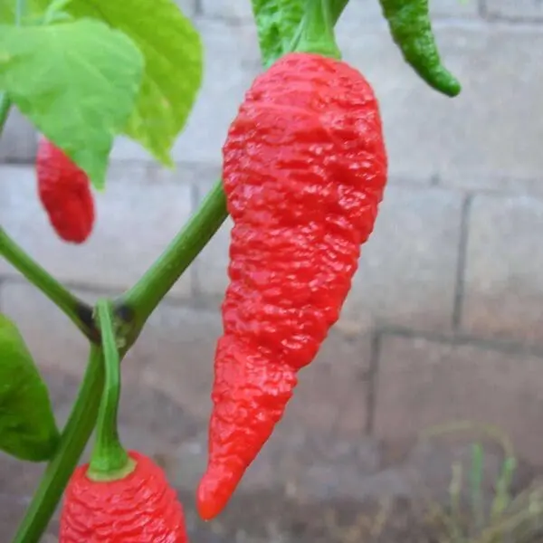 Naga morich pepper