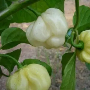 7 pot white