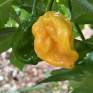 7 pot barrackpore yellow
