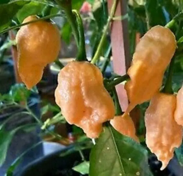 Jay's peach ghost scorpion