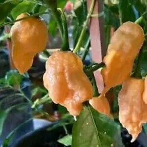 Jay's peach ghost scorpion