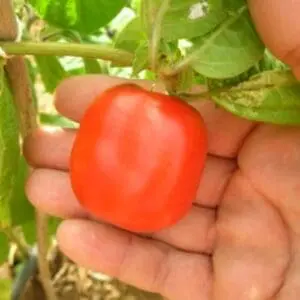 Rocoto ma zano red