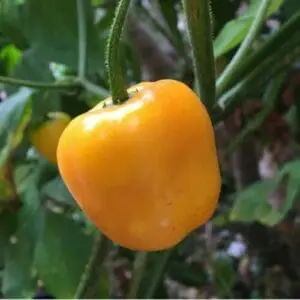 Rocoto manzano yellow