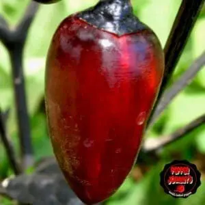 Scarlett variegated