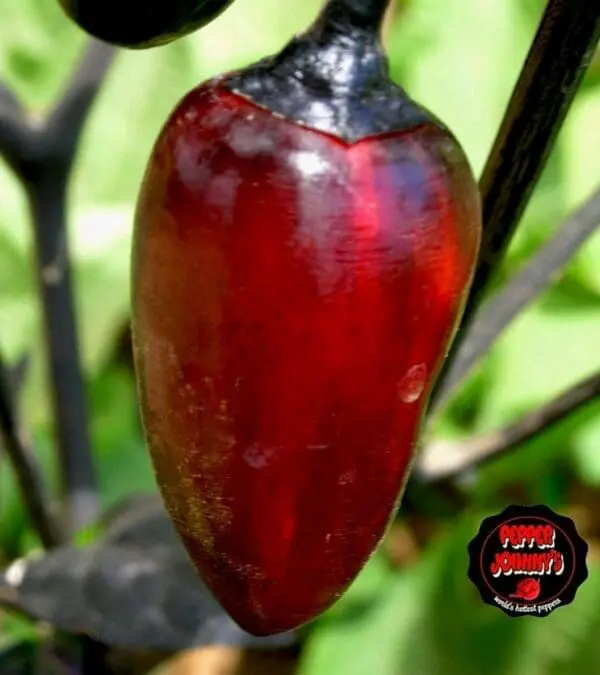 Scarlett variegated