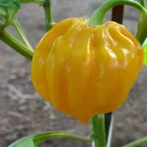 Habanero West indies yellow