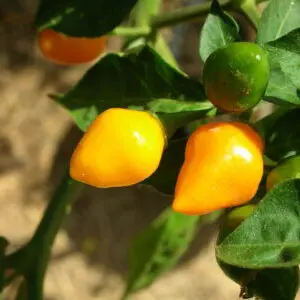 Cumari do para yellow