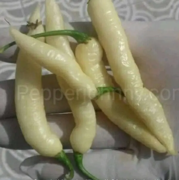Murupi amarela