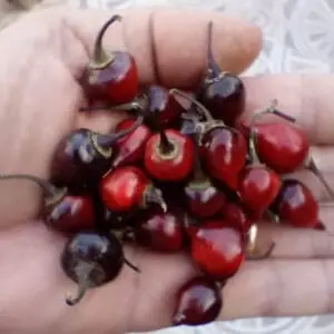 Chile biquinho black