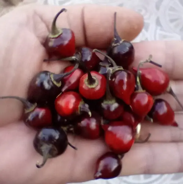 Chupetinho black pepper