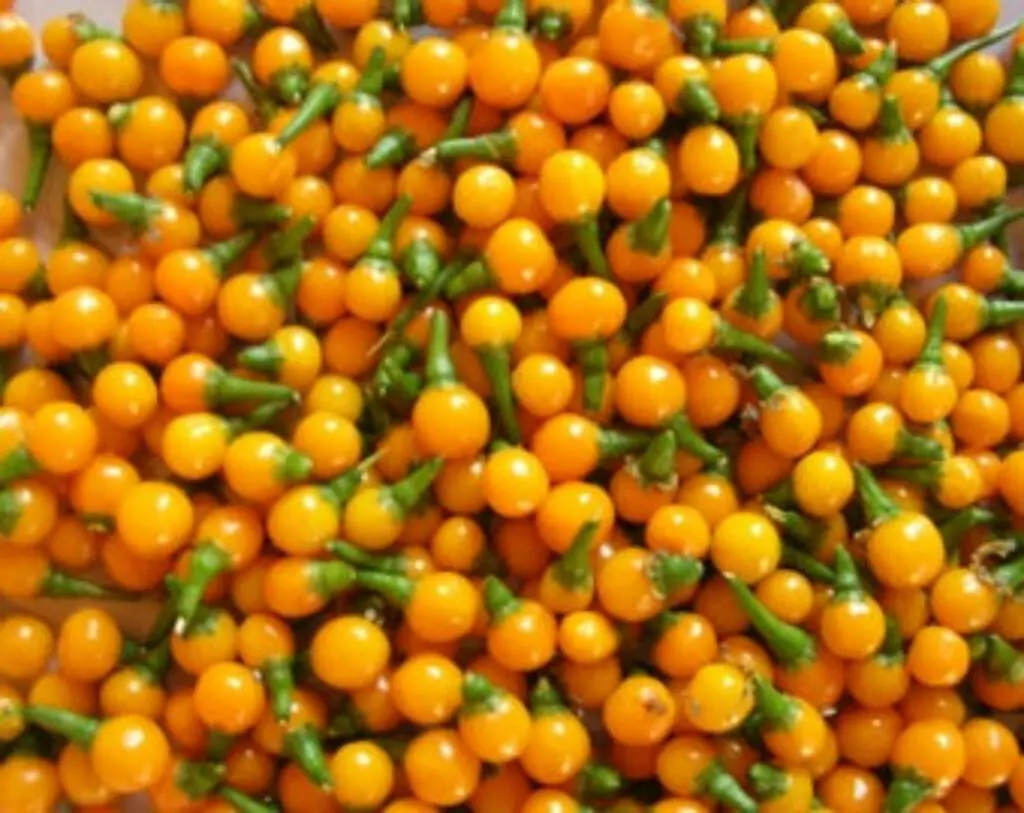 World's hottest peppers