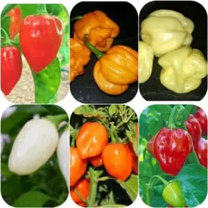 Sei tipi di semi Habanero
