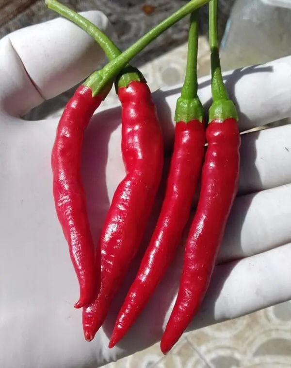 diavolicchio diamante calabrian chili pepper