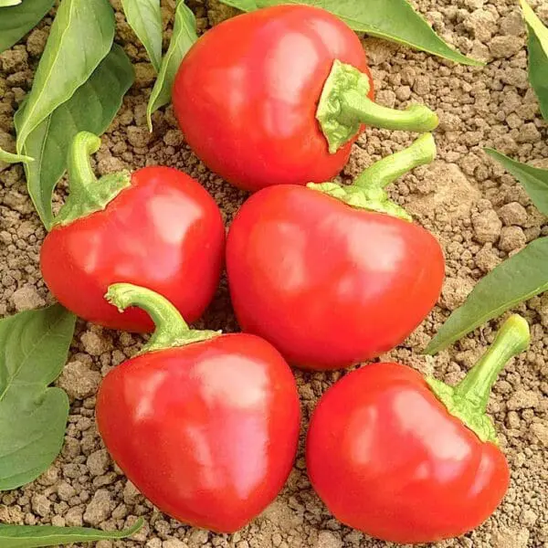 Peperoncino bacio di satana