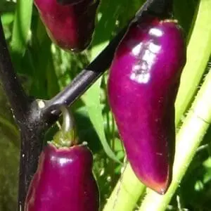 Pimenta de neyde