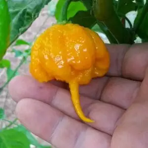 Carolina reaper yellow