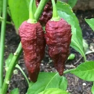 Chocolate bhutlah