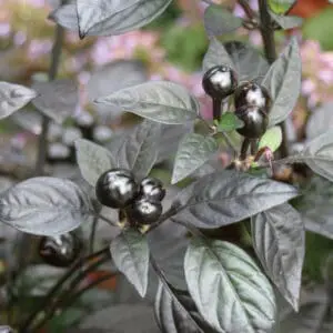 Black pearl
