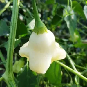 Aji white fantasy