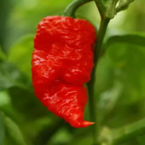 Death spiral chilli