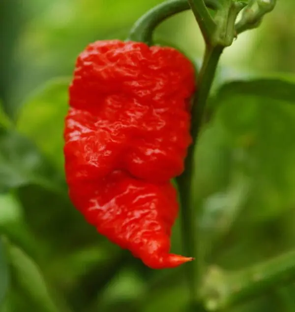 Death spiral chilli