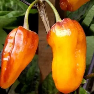 Pimenta puma