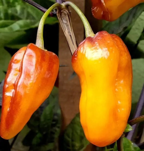 Pimenta puma