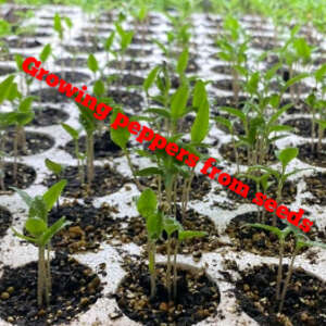 Coltivare peperoncini da seme
