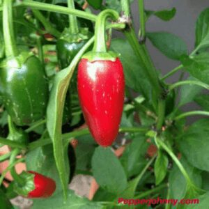 Tam jalapeno