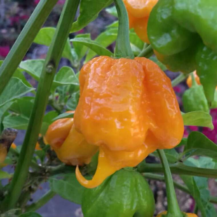 7 pot Primo pepper Orange seeds | by Pepper johnny's